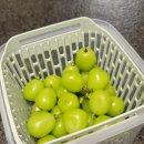 연말과일선물 고민 끝｜아이들이 먼저 찾은 새벽농원 완숙 샤인머스캣 후기