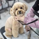 애견미용 이미지