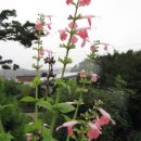 뜨락풍경 이미지