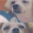아름답개 네이버블로그