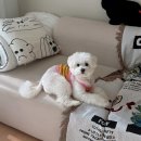 몽이냥이 | 루원시티 강아지 미용 | 빠몽펫살롱 비숑 포메 믹스견 스포팅 후기