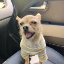 보떼드숑 이미지