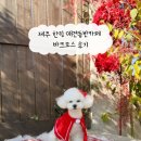 광산로 | 제주 한림 애견동반카페 바크모스 후기