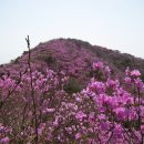 4월 올레 산악회 봄꽃 진달래(여수 영취산) 산행 공지 이미지