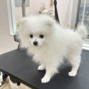 씨유진주혁신뽀빠이점 | 진주혁신애견미용 개화기 4개월 포메라니안 배냇미용 후기