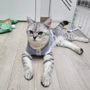 무릎 위의 고양이 무냥 이미지