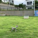 더리조트멍 이미지