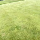 오펠 스크린골프 이미지