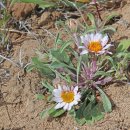 현란한 타운센드데이지 [토운센디아 플로리페르 (Townsendia florifer)] 이미지