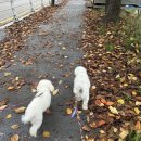 올데이펫 이미지