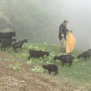 천해목장 이미지