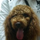 면목동물병원 이미지