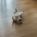 남천1-218 | 6월의 숩(1) ૮꒰ྀི ෆᵒ̴̶̷꒳ᵒ̴̶̷ෆ ꒱ྀིა