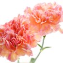 비누꽃으로만드는세상 이미지