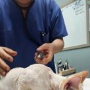 관양동물병원 이미지