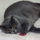 배부른고양이 이미지