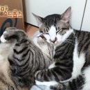 호야 달수 이미지