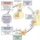 갑상선암 수술후 혈액검사에서 Thyroglobulin Ab, T3, T4, TSH 는 각각 무엇을 의미하며 정상범위는 얼마인가요? 이미지