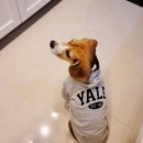 예일스테이 | 강아지 커플룩 예일 후드티 (feat. 무신사)