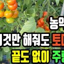 농약없이 이것들만 해주면 방울토마토가 끝도없이 주렁주렁 이미지