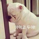 센바이오 | 개냄새싸악 없애주는 효소