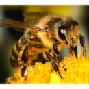 청산양봉원 이미지