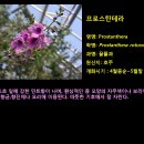 프로스 이미지