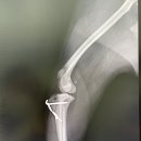 신대방동물메디컬 이미지