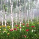 자작나무 이미지