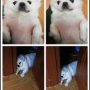 뚱＆뚱자
