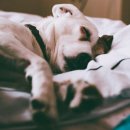 메리트원 동물의료센터 이미지