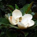 5월 29일의 꽃은 '태산목(Southern magnolia)' 이미지