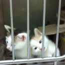 꼬맹이그루밍 이미지