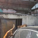 계림중화요리철산점 | 1.11-12 자영업자 주제에 집정리한다고 나대보기?