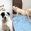 이불집언니