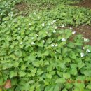 선림농장 이미지