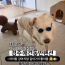 체리애견 | 체리랑 함께하는 경주 애견동반펜션 애견독채스테이 : 아이랑 강아지랑 함께가기 좋은 펜션