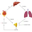 당질 코르티코이드와 염류 코르티코이드의 이해 - 스트레스와 관련된 호르몬의 이해 이미지