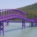 2021-10-03(일)전북 신안 1004의 섬 .그곳에 가면 보라색 섬이 있다. 반월도.박지도 그리고 보라색 아스타-여행 이미지