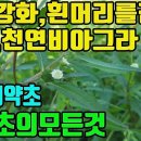 한련초의모든것(묵한련,연자초)―천연비아그라,정력강화,암예방치료,어린이성장발육,양기부족,발기부전,조루,탈모,흰머리,냉증·자궁염증·불감증등 이미지