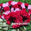 리본미리내 이미지