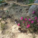 소백정원 이미지