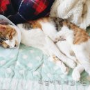 애플펫동물병원 이미지