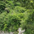 천제연한의원 | 제주 천지연폭포 말고 천제연폭포를 가다