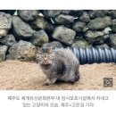 "이제 고양이 안 보여요"... 마라도서 반출 1년 그 후 이미지