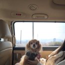 동일택시(주) 이미지