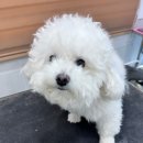 퍼피루시드 이미지