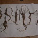 용담대물 이미지