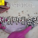 서대손질, 박대손질, 모습 입니다. 이미지