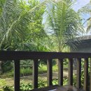 이가분실 | [팜투어] 발리 5박7일 신혼여행 6일차(2) 몽키포레스트 / 이가와룽 우붓